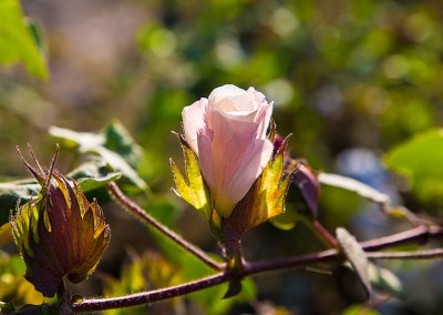 Baumwollblüte auf der Fahrt durch die Wüste