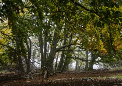 Herbstwald bei Donnstetten