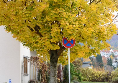 Halteverbot vor Herbstbaum