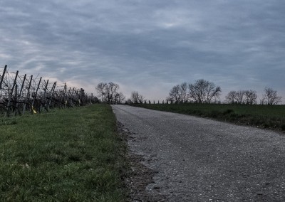 Weinberge in Hessigheim