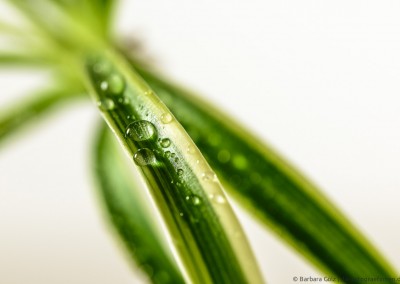 Grünlilie mit Wassertropfen