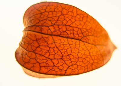 Physalis