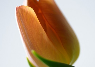 Tulpenblüte