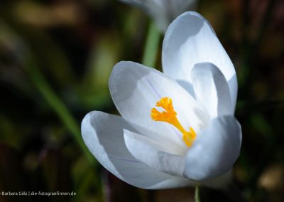 Krokusblüte