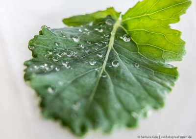 Tropfen auf einem Blatt