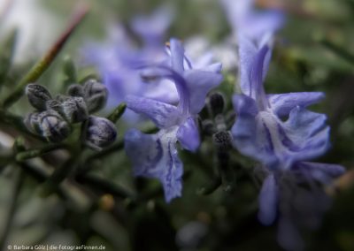 Rosmarinblüten