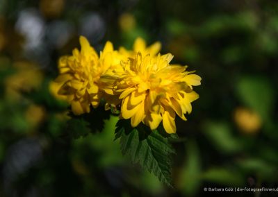 Blüten des Ranunkelstrauchs