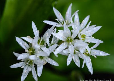 Bärlauchblüten mit Regentropfen