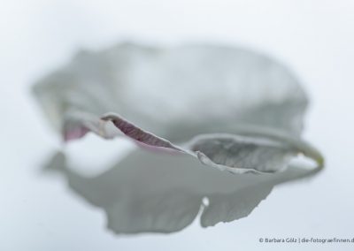 Blatt einer Wildrosenblüte