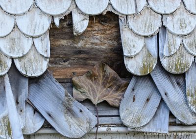 Efeu-Blatt in einer Schindel-Fassade