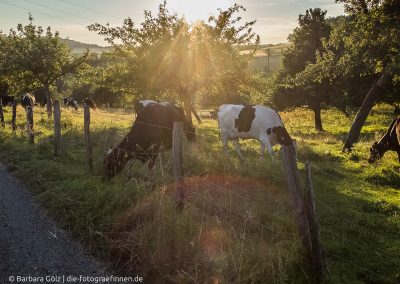 Kühe im Abendlicht