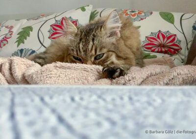 Wuschelige Katze auf dem Sofa mit einer Kuscheldecke