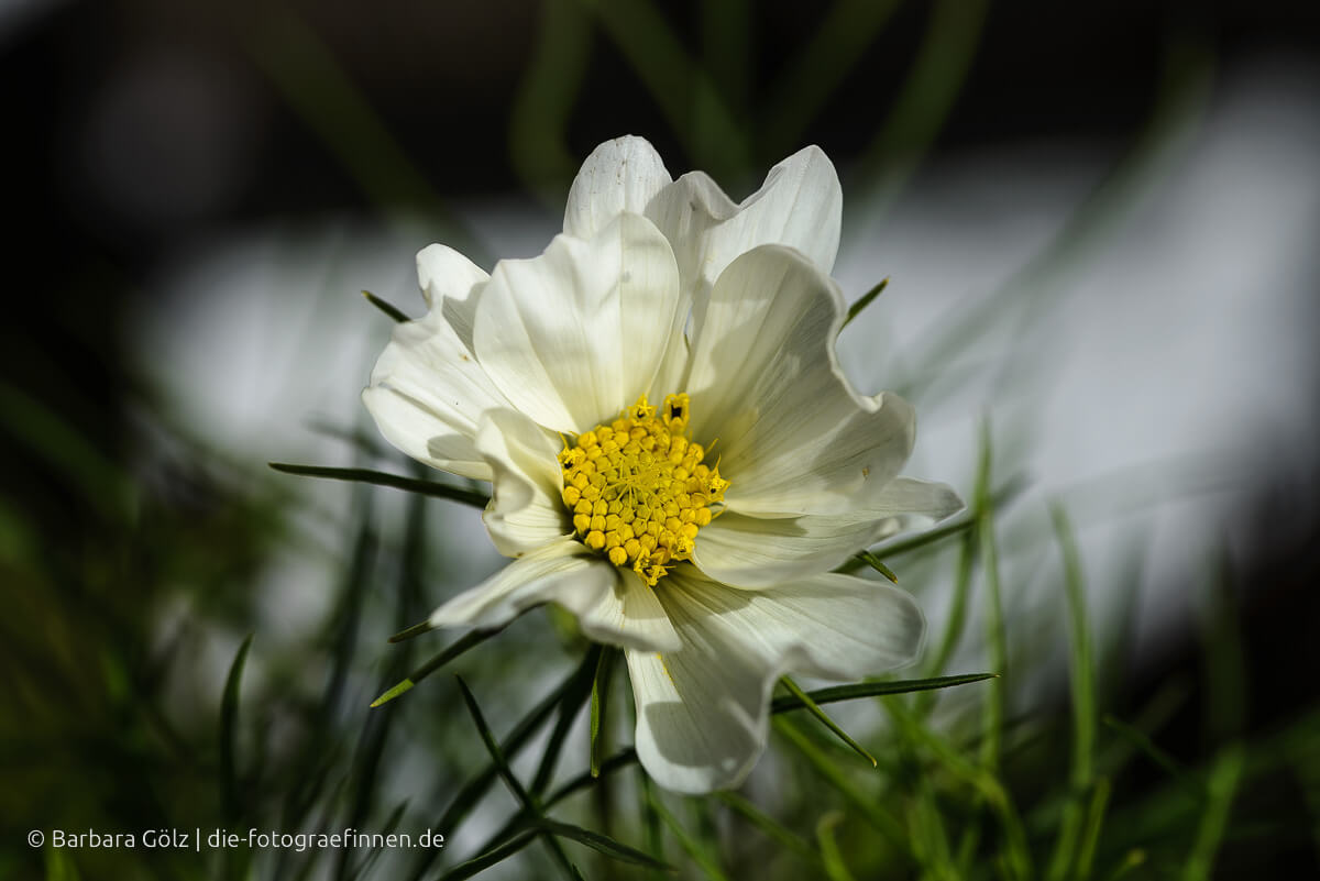 Weiße Cosmea-Blüte