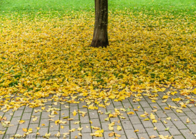 Wiese mit Baumstam, umringt von gelben Blättern