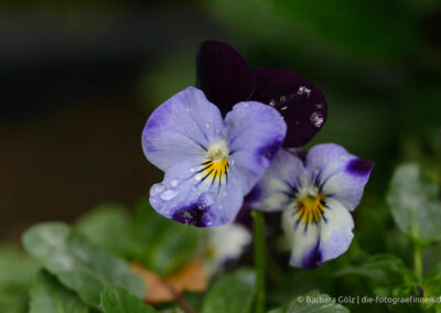 Zwei Stiefmütterchen-Blüten mit Regentropfen