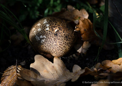 Ein Pilz in Gras und Blättern verborgen