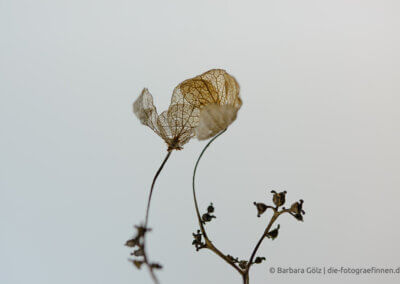 Fast durchsichtige Reste der Blüte eines gewöhnlichen Schneeballs vor hellem Hintergrund
