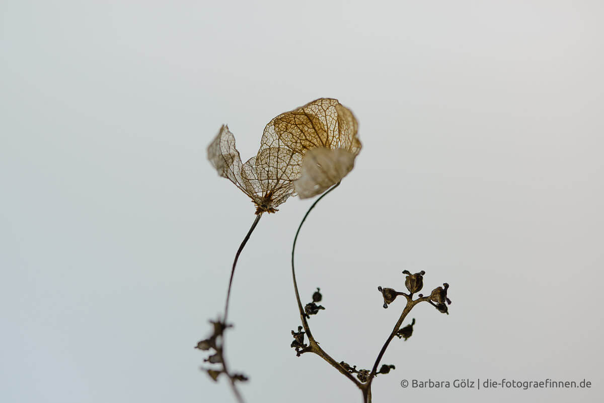 Fast durchsichtige Reste der Blüte eines gewöhnlichen Schneeballs vor hellem Hintergrund