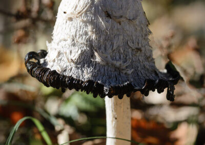 Pilz mit weißem Schirm im Wald