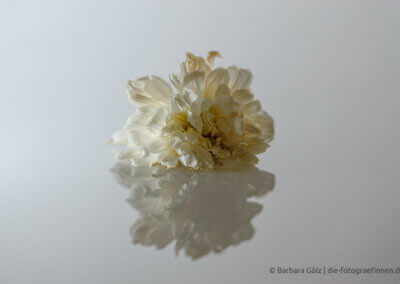 Verwelkte weiße Blüte (Mutterkraut) mit Spiegelung vor hellem Hintergrund