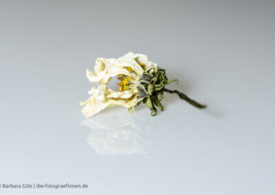 Vertrocknete weiße Cosmea-Blüte mit Spiegelung vor hellem Hintergrund