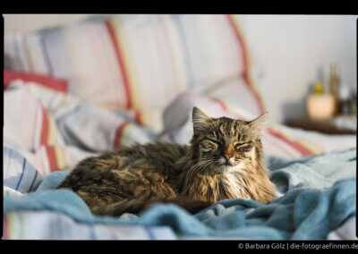 Eine langhaarige Katze liegt mit fast geschlossenen Augen auf einer Decke in einem Bett, das gestreifte Bettwäsche hat. Rechts im Hintergrund sieht man einen Teil des Nachttischs.
