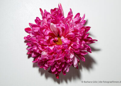 Pinkfarbene Chrysantemenblüte von oben fotografiert vor weißem Hintergrund