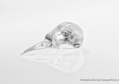 Skelettierter Schädel eines Vogels auf weißem Untergrund, in dem sich der Schädel spiegelt. Schwarz/weiß