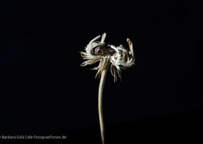 Samenstand einer Ringelblume vor schwarzem Hintergrund
